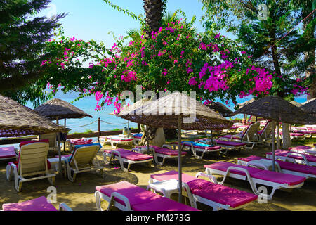 Servizio spiaggia con ombrelloni e sedie a sdraio sotto fiori di bouganville in Akyaka, Mugla, Turchia Foto Stock