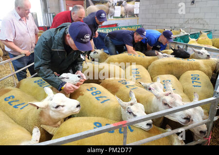 Royal Welsh Showground, Builth Wells, Powys, Galles - Lunedì 17 Settembre 2018 - Nazionale Associazione ovini gli ispettori di controllo Beltex rams come si preparano per la quarantesima edizione annuale nazionale della Associazione di pecora del Galles e della Frontiera di Ram vendite - oltre 5.000 rams saranno messe all'asta oggi a questo evento di NSA. Foto Steven Maggio / Alamy Live News Foto Stock