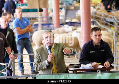 Royal Welsh Showground, Builth Wells, Powys, Galles - Lunedì 17 Settembre 2018 - banditore in azione al quarantesimo Annuale Nazionale della Associazione di pecora del Galles e della Frontiera di Ram vendite - oltre 5.000 rams saranno messe all'asta oggi a questo evento di NSA. Foto Steven Maggio / Alamy Live News Foto Stock