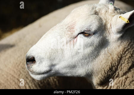 Royal Welsh Showground, Builth Wells, Powys, Galles - Lunedì 17 Settembre 2018 - una ram Lleyn guarda su come egli attende l'inizio dell'asta al quarantesimo Annuale Nazionale della Associazione di pecora in Galles e Ram di confine delle vendite. Foto Steven Maggio / Alamy Live News Foto Stock