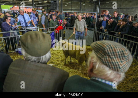 Pecore Nazionale Associazione Ram vendita,Royal Welsh Showground, Llanelwedd, vicino a Builth Wells, Powys, metà del Galles, UK. Xvii Settembre 2018. Una stima di 5000 capi di montoni venivano messe all'asta oggi al quarantesimo Annuale Nazionale della Associazione di pecora vendita Ram, ha riferito di essere il più grande di Ram in vendita in Europa, che ha avuto luogo oggi Royal Welsh Showground, Llanelwedd, Galles. Credito: Haydn Denman/Alamy Live News Foto Stock