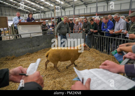 Pecore Nazionale Associazione Ram vendita,Royal Welsh Showground, Llanelwedd, vicino a Builth Wells, Powys, metà del Galles, UK. Xvii Settembre 2018. Una stima di 5000 capi di montoni venivano messe all'asta oggi al quarantesimo Annuale Nazionale della Associazione di pecora vendita Ram, ha riferito di essere il più grande di Ram in vendita in Europa, che ha avuto luogo oggi Royal Welsh Showground, Llanelwedd, Galles. Credito: Haydn Denman/Alamy Live News Foto Stock