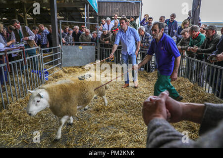 Pecore Nazionale Associazione Ram vendita,Royal Welsh Showground, Llanelwedd, vicino a Builth Wells, Powys, metà del Galles, UK. Xvii Settembre 2018. Una stima di 5000 capi di montoni venivano messe all'asta oggi al quarantesimo Annuale Nazionale della Associazione di pecora vendita Ram, ha riferito di essere il più grande di Ram in vendita in Europa, che ha avuto luogo oggi Royal Welsh Showground, Llanelwedd, Galles. Credito: Haydn Denman/Alamy Live News Foto Stock