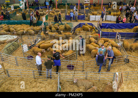 Pecore Nazionale Associazione Ram vendita,Royal Welsh Showground, Llanelwedd, vicino a Builth Wells, Powys, metà del Galles, UK. Xvii Settembre 2018. Una stima di 5000 capi di montoni venivano messe all'asta oggi al quarantesimo Annuale Nazionale della Associazione di pecora vendita Ram, ha riferito di essere il più grande di Ram in vendita in Europa, che ha avuto luogo oggi Royal Welsh Showground, Llanelwedd, Galles. Credito: Haydn Denman/Alamy Live News Foto Stock