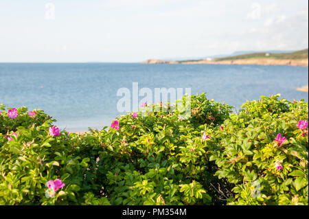 Rose selvatiche dall'oceano, Whale Cove, Cape Breton Island, NS, Canada Foto Stock