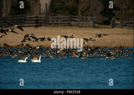 Stati Uniti - 7 Marzo: Canada Goose :: Branta canadensis e tundra Swan :: Cygnus columbianus (foto di Douglas Graham/WLP) Foto Stock