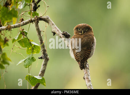 gufo della giungla o gufo della giungla sbarrato (Glaucidium radiatum) fissando la fotocamera ruotando la testa a 180 gradi Foto Stock