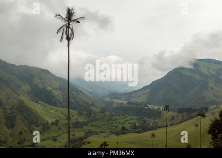 Una cera alti Palm tree rivolta verso il misty Cocora valley, nella parte anteriore del Salento, Colombia Foto Stock