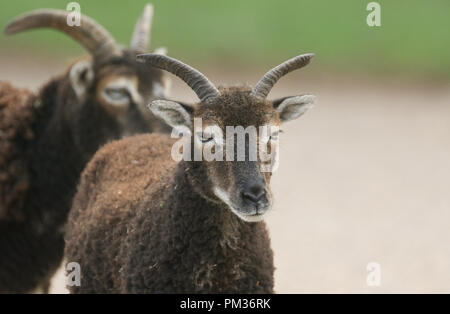 Una bella Soay pecore (Ovis aries) colpo alla testa. Foto Stock