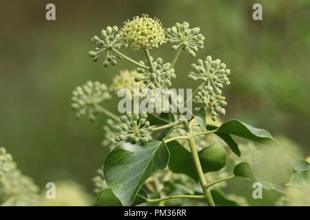 Un bel fiore di edera (Hedera helix) cresce in campagna nel Regno Unito. Foto Stock