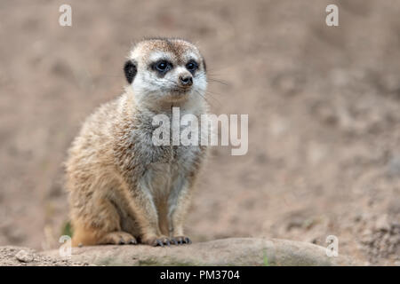 Carino meerkat standing cercando qualcosa Foto Stock