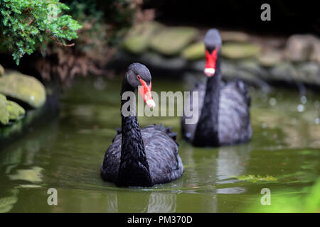 Due Black Swan nel lago Foto Stock