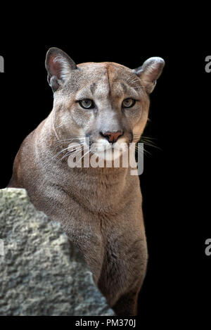 Ritratto di una cougar, mountain lion, puma su sfondo nero Foto Stock