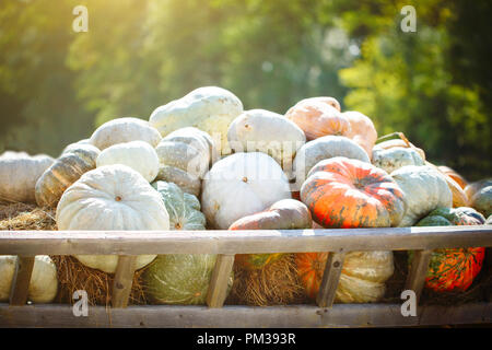 Grande pila di zucche sul fieno in un carrello di legno la stagione del raccolto. Felice giorno del Ringraziamento. Harvest Festival. Foto Stock