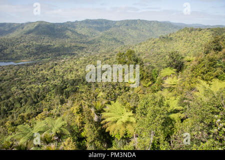 Naturale foresta lussureggiante con alberi di felce in Waitakere varia a Auckland, Nuova Zelanda Foto Stock