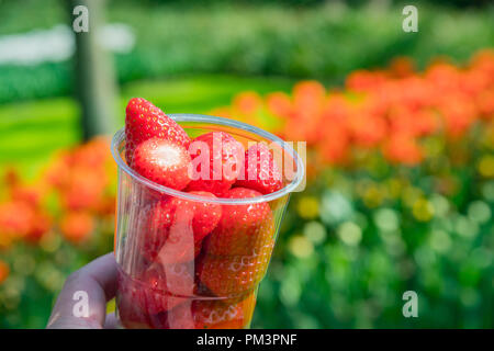 Immagine ravvicinata di tazza di fragole pulite con tulipani blossom come sfondo a Keukenhof Lisse, Paesi Bassi Foto Stock