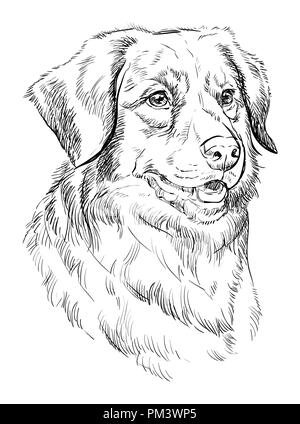 Nova Scotia Duck Tolling Retriever vettore di disegno a mano illustrazione in colore nero isolato su sfondo bianco Illustrazione Vettoriale