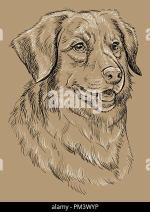 Nova Scotia Duck Tolling Retriever vettore di disegno a mano in bianco e nero illustrazione isolato su sfondo beige Illustrazione Vettoriale