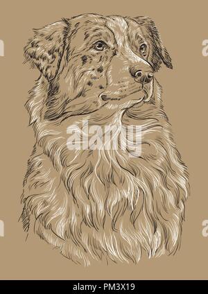 Australian Shepherd vettore di disegno a mano in bianco e nero illustrazione isolato su sfondo beige Illustrazione Vettoriale