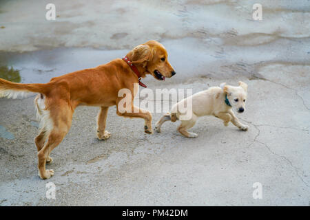 Golden cane cucciolo e correre e giocare Foto Stock