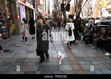 Donna passeggiate con il cane e la vita di tutti i giorni su Omotesando street, Tokyo, Giappone, Asia Foto Stock