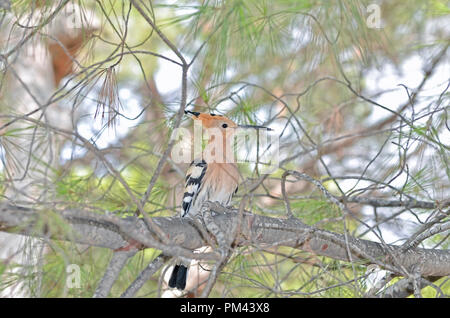 Upupa epops. Upupa. Uccello con una lunga verso il basso-curvo bill, un ampia cresta erettile e in bianco e nero ali e la coda, sopra il ramo di un albero di pino. Foto Stock