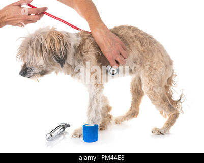 Vecchio Tibetan Terrier, diciotto anni, di fronte a uno sfondo bianco Foto Stock
