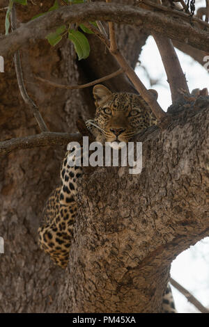 Leopard animale selvatico Sud Luangwa Zambia Africa wildlife Foto Stock