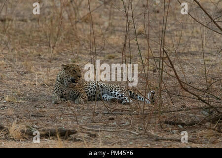 Leopard animale selvatico Sud Luangwa Zambia Africa wildlife Foto Stock