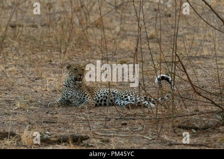 Leopard animale selvatico Sud Luangwa Zambia Africa wildlife Foto Stock