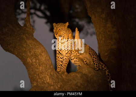 Leopard animale selvatico Sud Luangwa Zambia Africa wildlife Foto Stock