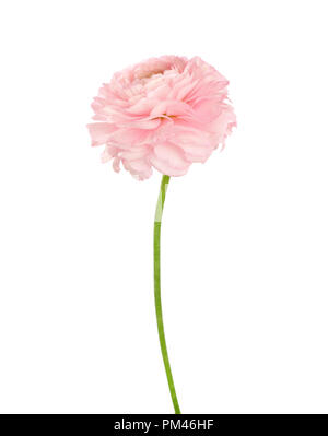 Ranunculus di luce color corallo isolati su sfondo bianco. Foto Stock