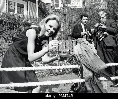 Hayley Mills alimenta un pezzo di torta alla famiglia parrot, 1967. Riferimento al file # 1100 005THA © CCR /Hollywood Archivio - Tutti i diritti riservati Foto Stock