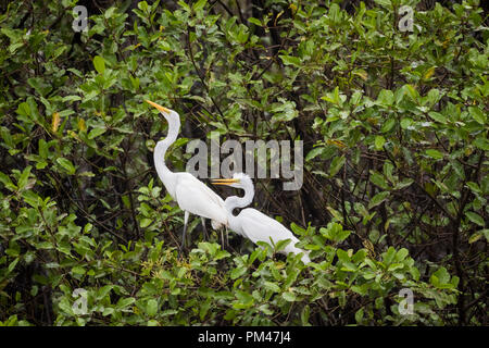 Airone bianco maggiore (Ardea alba) colonia nidificazione. Palo Verde Parco Nazionale. Provincia di Guanacaste. Costa Rica. Foto Stock