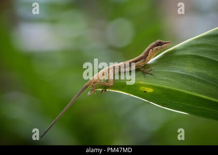 Snello Anole (Anolis fuscoauratus) su una foglia. Al Parco Nazionale del Vulcano Arenal. Costa Rica. Foto Stock