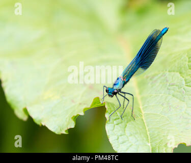 Close up di un maschio blu nastrare Demoiselle, Calopteryx splendens, appoggiato su una foglia verde in una riserva naturale Foto Stock