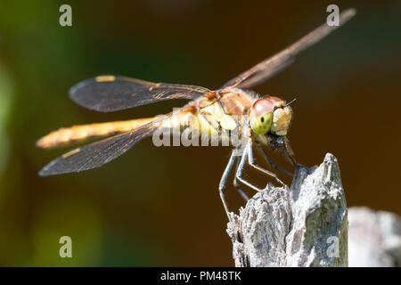 Common darter dragonfly nella luce solare appollaiato su un ramoscello e mangiare una mosca Foto Stock