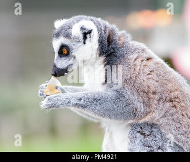 Ritratto di lemuri in un parco safari sedersi e mangiare un Apple Foto Stock