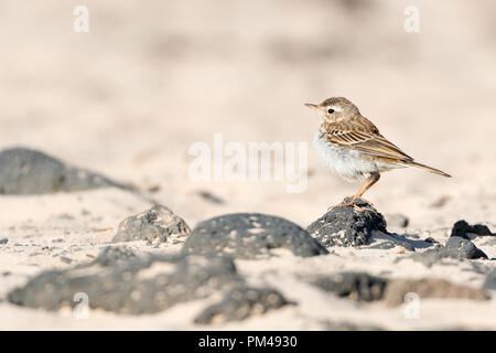 Ritratto di profilo di Berthelot's pipit in piedi su una roccia vulcanica nera su di una spiaggia di sabbia Foto Stock