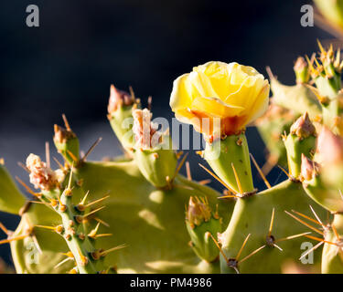 Giallo fiore di cactus Opuntia ficus Foto Stock