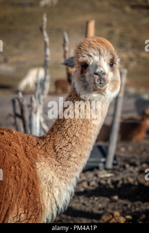 Rosso ritratto di alpaca in Bolivia Foto Stock