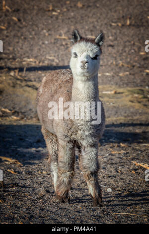 Carino baby alpaca ritratto della lampada in Bolivia Foto Stock
