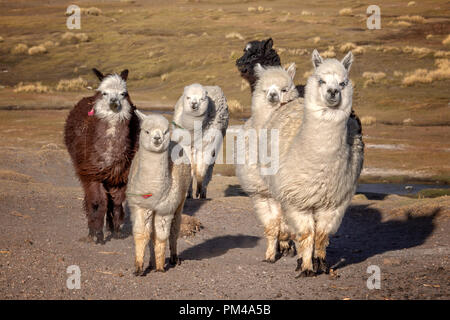 Gruppo di curiosi alpaca in Bolivia Foto Stock