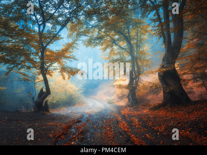 Bosco autunnale con sporco strada in caso di nebbia. Paesaggio colorato con bellissimi alberi incantato con arancia e foglie rosse sui rami e trail. Paesaggio Foto Stock