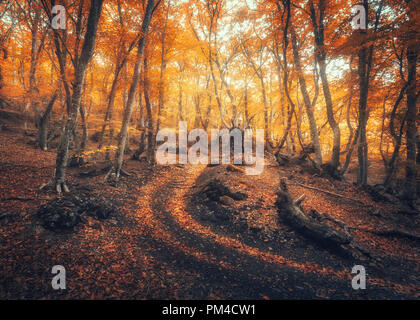 Bosco autunnale con il sentiero nella nebbia. Paesaggio colorato con bellissimi alberi incantato con arancia e foglie rosse sui rami. Scena spettacolare con il percorso Foto Stock