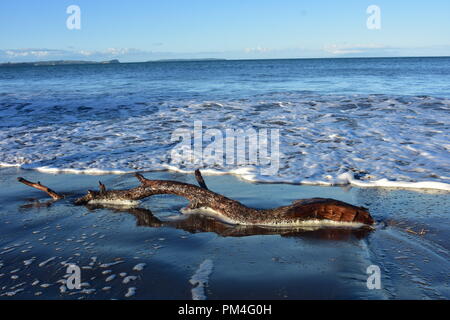 Pezzo di driftwood sulla sabbiosa spiaggia oceanica lavata da surf con strato di schiuma bianca sulla superficie dell'acqua. Foto Stock