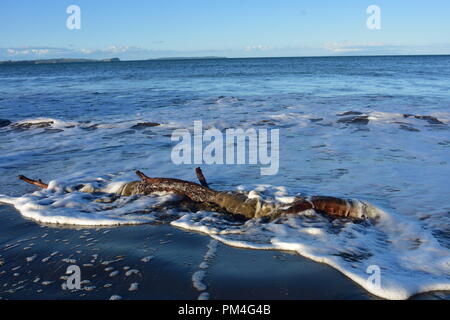 Pezzo di driftwood sulla sabbiosa spiaggia oceanica lavata da surf con strato di schiuma bianca sulla superficie dell'acqua. Foto Stock