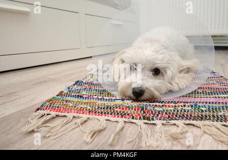 Triste cane Maltese con plastica elizabethan (buster) collare Foto Stock