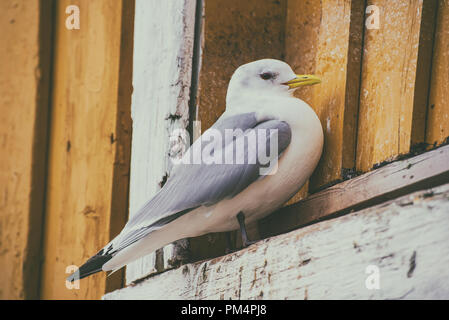 Seagull a Lofotens Foto Stock