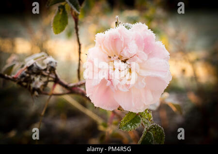 Rosa Stanwell Perpetual orsi cristalli di gelo dopo una notte di gelo abbassato le temperature di aria in un giardino inglese in novembre Foto Stock